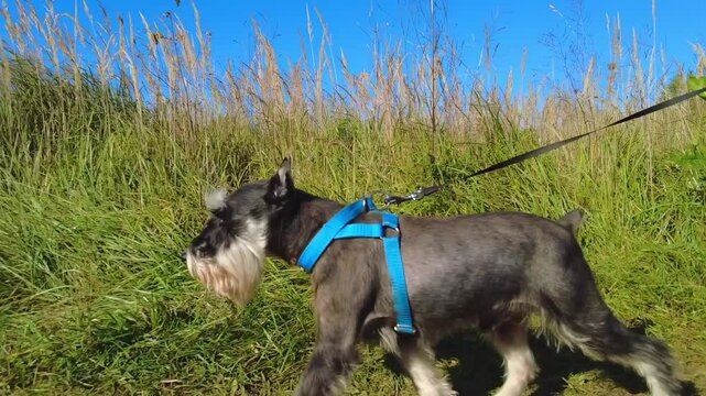 Mini schnauzer runs along the path, slow motion