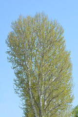 London plane in the spring