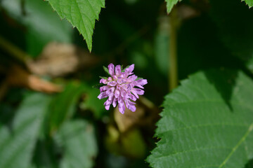 Field scabious flower