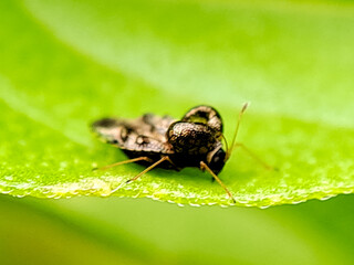 Macro photograph of a tiny, intricately patterned lace bug crawling on a green leaf. Perfect for nature photography