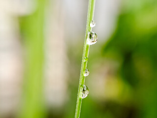 Macro photograph of water droplets clinging to a slender green stem, creating a sense of freshness and serenity
