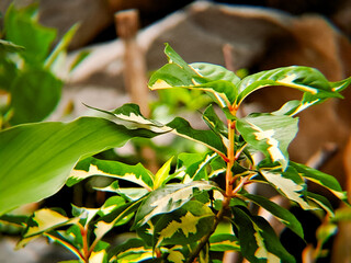 vibrant Croton plant with colorful variegated leaves, showcasing its unique foliage and natural beauty. Perfect for botanical