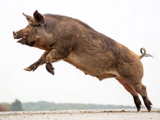 Heavyweight Pig Leaping, Isolated White Background Stock Photo