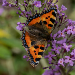 Small tortoiseshell butterfly on a violet flower.