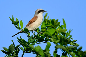 Neuntöter - Männchen // Red-backed shrike - male (Lanius collurio)