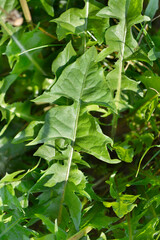 Common dandelion leaves
