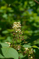 Yellow catalpa flowers and seed pods