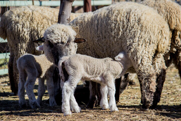 sheep and lambs