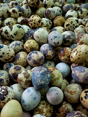 shot of a pile of speckled quail eggs, showcasing their unique patterns and miniature size