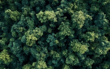 Obraz premium Top down aerial perspective of vibrant green forest canopy showcasing the natural beauty of dense woodland