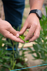 Farmer opening pea pod revealing fresh peas in community garden