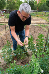 Fototapeta premium Gardener checking broad bean plants in community garden