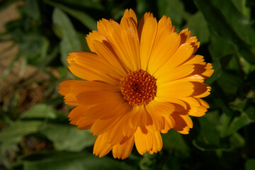 A calendula flower in full bloom, with delicate petals and a textured center, set against a blurred green foliage background. Organic skincare concept