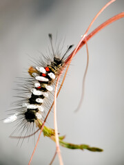 Macro shot of a hairy caterpillar covered in tiny white cocoons, showcasing the intricate relationship between species in nature