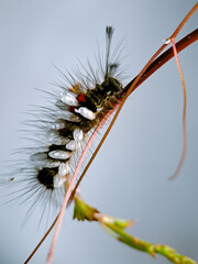 Macro shot of a hairy caterpillar covered in tiny white cocoons, showcasing the intricate relationship between species in nature