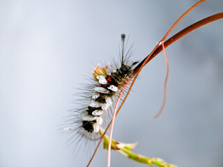 Macro shot of a hairy caterpillar covered in tiny white cocoons, showcasing the intricate relationship between species in nature