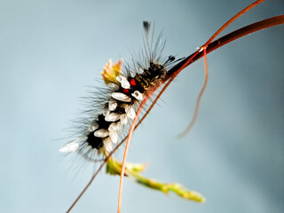 Macro shot of a hairy caterpillar covered in tiny white cocoons, showcasing the intricate...