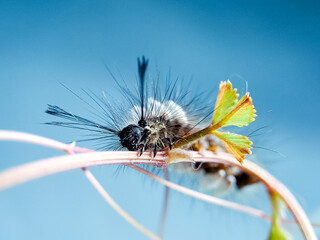 Macro shot of a hairy caterpillar covered in tiny white cocoons, showcasing the intricate...