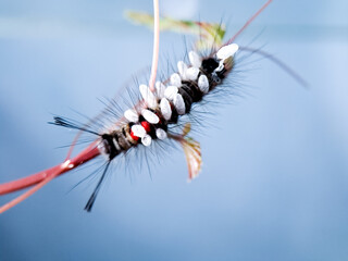 Macro shot of a hairy caterpillar covered in tiny white cocoons, showcasing the intricate relationship between species in nature