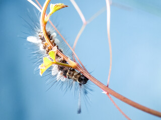 Macro shot of a hairy caterpillar covered in tiny white cocoons, showcasing the intricate...