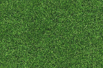 Fototapeta premium Beautiful green moss with excellent outdoor lighting