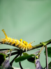 Macro shot of a vibrant yellow caterpillar with tufts of hair and a striking red spot, crawling along a green stem
