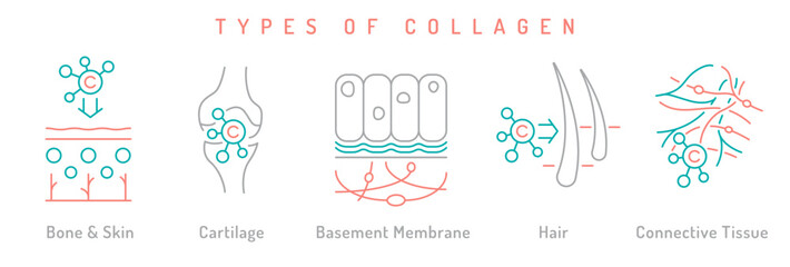 Minimalist vector illustration of collagen types. Medical signs