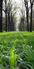 green grass and sun
