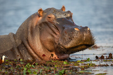 Portrait of a hippopotamus in Chobe River, Botswana.
