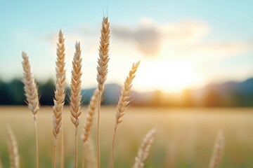 Obraz premium Goldene Weizenähren im Sonnenuntergang