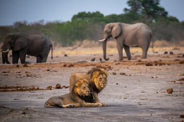Two magnificent male lions (Panthera leo) with two bull elephants in the background at a waterhole...