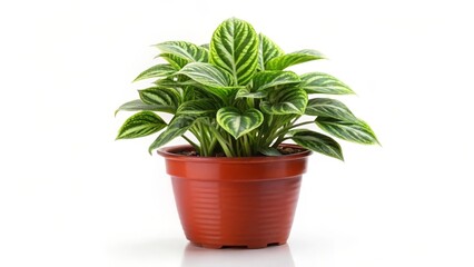Obraz premium Potted Plant with Green Leaves on White Background
