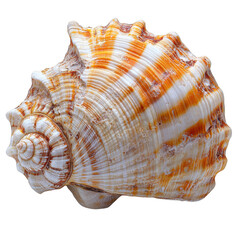 Obraz premium Colourful mall seashell isolated on white