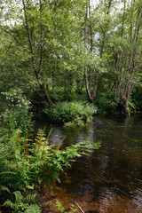 The Parga River as it passes through Guitiriz. Riverside forest. Atlantic forest. Forest in Galicia. Path, pedestrian path.