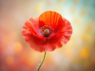 Close-up macro of a vibrant red Shirley poppy, minimalist composition on a simple background.