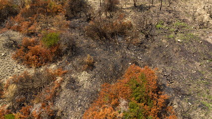 Aerial view of a burnt field. A few shrubs survived a recent forest fire.