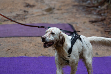 A setter dog in harness running in a mushing race