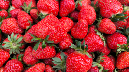 pile of ripe strawberries in the wooden box