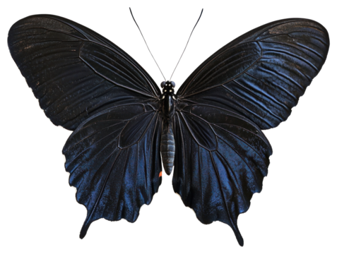 PNG Beautiful black butterfly wildlife natural insect.