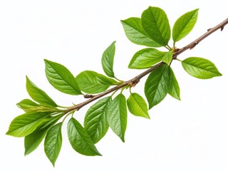 Lush Green Twig with Glossy Leaves - Vibrant Spring Botanical Stock Photo