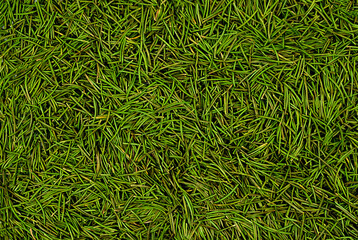 Background of fallen green spruce needles. Textured natural background. Christmas or New year winter background. Top view.