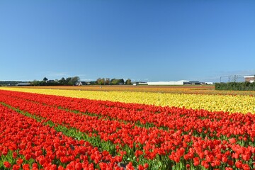 Tulip fields in Netherlands. Spring red and yellow tulip flowers beautiful scenic landscape.