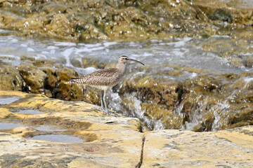 チュウシャクシギ Whimbrel