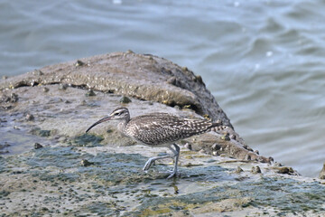 チュウシャクシギ Whimbrel