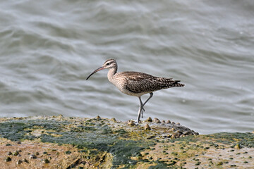 チュウシャクシギ Whimbrel