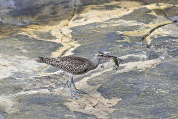 チュウシャクシギ Whimbrel