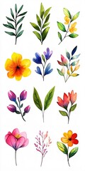 Fototapeta premium Vibrant Watercolor Floral Elements Collection Botanical Illustration Design