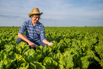 Portrait of farmer who is cultivating spinach. He is examining plants.
