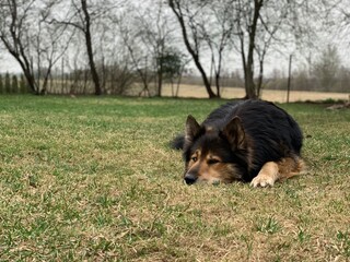 Bautiful calm shepherd dog