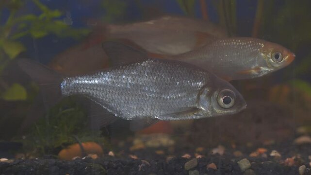 Young bream and roach swims in the aquarium. Freshwater river fish in an aquarium.